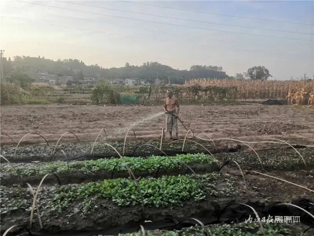 内江市民想知道:经历干旱,今冬还能吃上“水心坝萝卜”吗?(图4) 4.jpg
