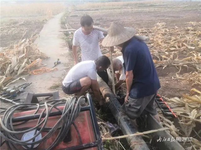 内江市民想知道：经历干旱，今冬还能吃上“水心坝萝卜”吗？