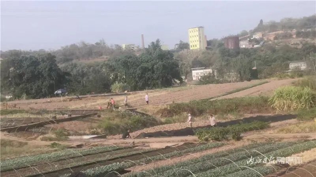 内江市民想知道:经历干旱,今冬还能吃上“水心坝萝卜”吗?(图7) 7.jpg