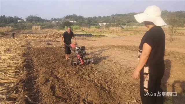 内江市民想知道:经历干旱,今冬还能吃上“水心坝萝卜”吗?(图6) 6.jpg