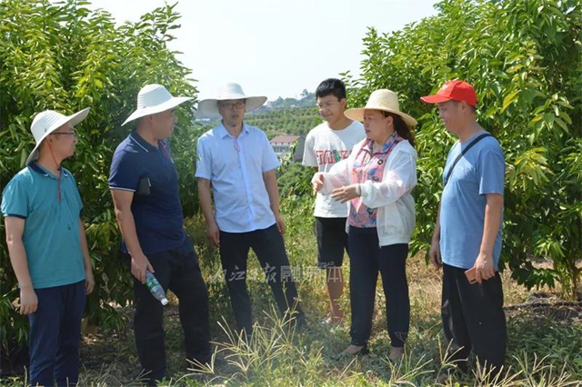 旱情缓解！内江终止农业三级抗旱响应