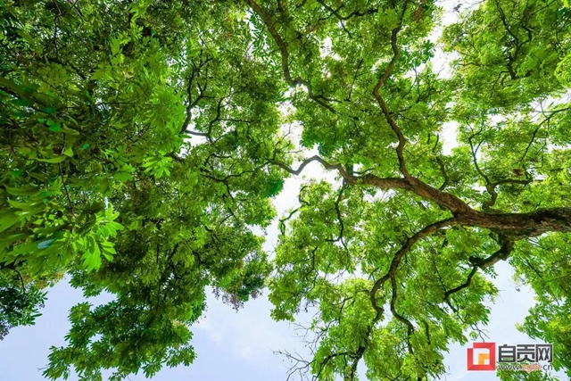 自贡：守住绿色“活化石”