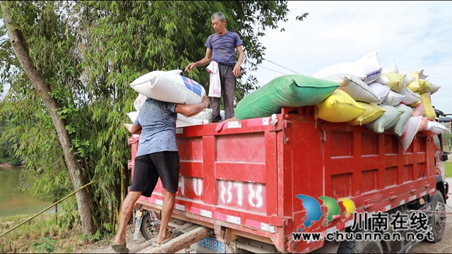 合江县大桥镇:“订单”高粱铺就农民致富路(图2) 2.jpg