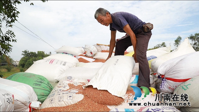 合江县大桥镇:“订单”高粱铺就农民致富路(图3) 3.jpg