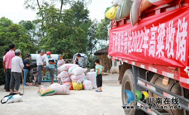 合江县大桥镇:“订单”高粱铺就农民致富路(图4) 4.jpg