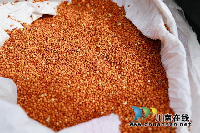 合江县大桥镇:“订单”高粱铺就农民致富路(图8) 8.jpg