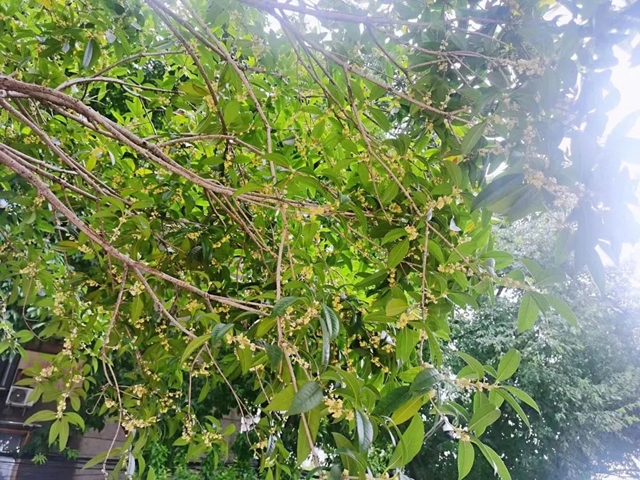 静待花开,泸州满城桂花飘香等你……(图3) 3.jpg