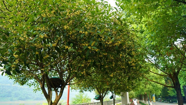 静待花开,泸州满城桂花飘香等你……(图5) 5.jpg