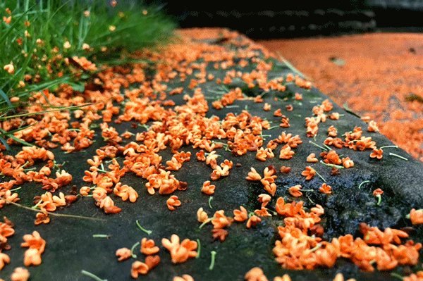 静待花开,泸州满城桂花飘香等你……(图4) 4.gif