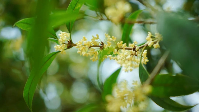 静待花开,泸州满城桂花飘香等你……(图7) 7.jpg