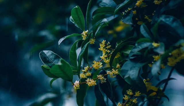 静待花开,泸州满城桂花飘香等你……(图11) 11.jpg