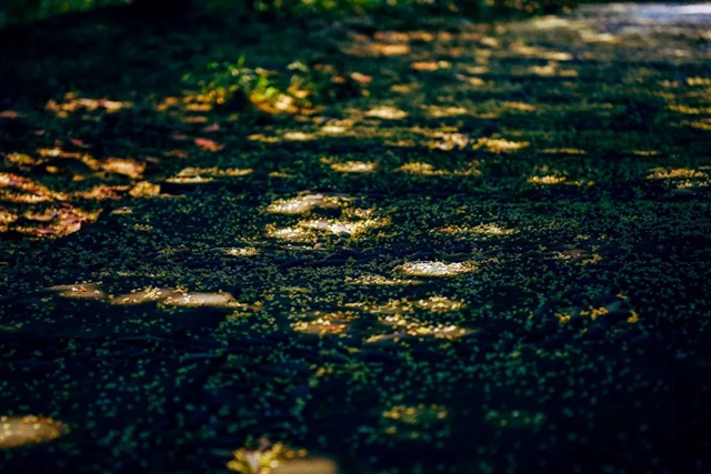 静待花开,泸州满城桂花飘香等你……(图10) 10.jpg