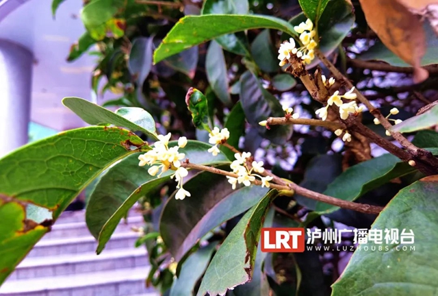 静待花开,泸州满城桂花飘香等你……(图9) 9.jpg