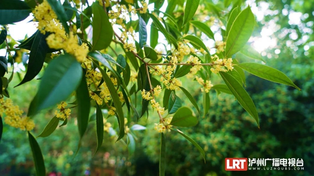 静待花开,泸州满城桂花飘香等你……(图8) 8.jpg