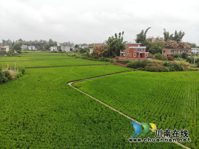 潮河镇五谷寺村中稻+再生稻示范片（陈传敏摄）.jpg