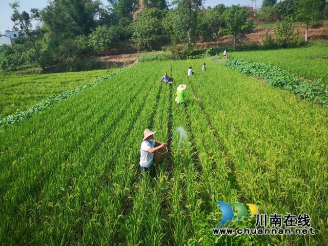 施再生稻肥料促芽肥（陈传敏摄）.jpg