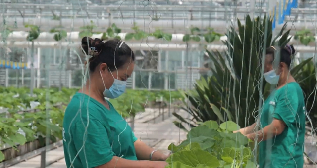 泸州董允坝现代农业园区:全力以赴抓晚秋生产(图4) 董4.jpg