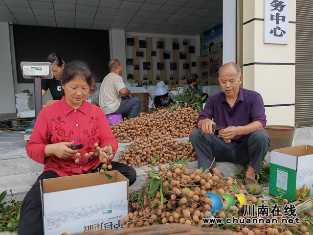 抗旱终获甘甜!泸县云龙镇龙眼高价上市(图1) 包装龙眼(曾佐然摄).jpg