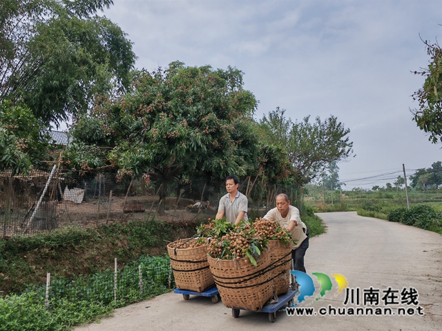抗旱终获甘甜!泸县云龙镇龙眼高价上市(图5) 江叔元推着龙眼去销售(曾佐然摄).jpg
