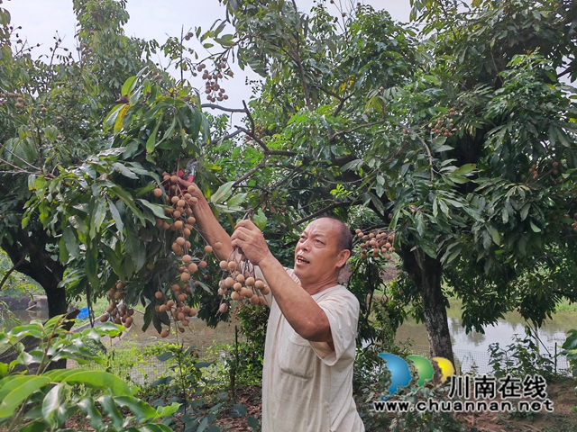 抗旱终获甘甜!泸县云龙镇龙眼高价上市(图3) 江叔元采摘龙眼(曾佐然摄).jpg
