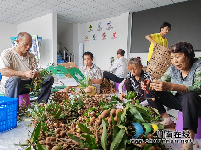 抗旱终获甘甜!泸县云龙镇龙眼高价上市(图4) 江叔元分检、包装龙眼(曾佐然摄).jpg