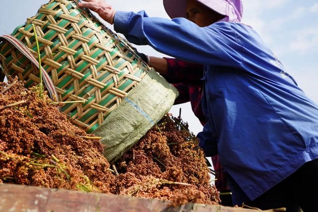 泸州援助的普格县高梁喜获丰收(图1) nEO_IMG_2.jpg