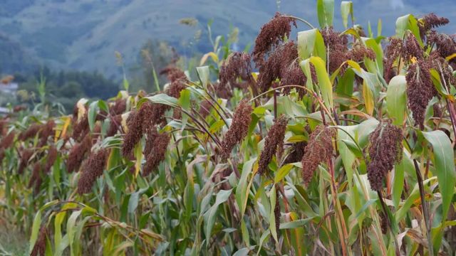 泸州援助的普格县高梁喜获丰收(图2) nEO_IMG_3.jpg