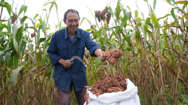 泸州援助的普格县高梁喜获丰收(图4) nEO_IMG_5.jpg