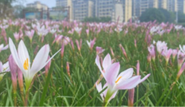 解“静”首日 “烟火气”渐归云溪(图7) nEO_IMG_7.jpg