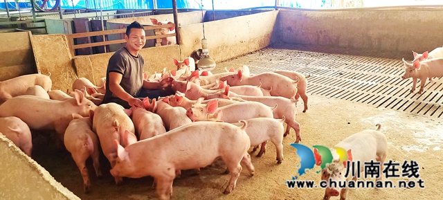 纳溪：返乡创业，大学生“猪倌”一年收入50万元