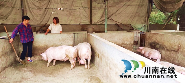 纳溪：“输血”变“造血”，六旬脱贫户走上致富路