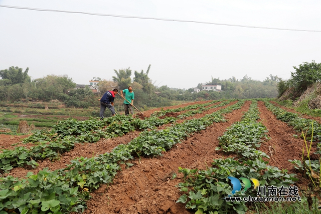 龙马潭：“抢”抓秋种，新技术稳粮增收又环保