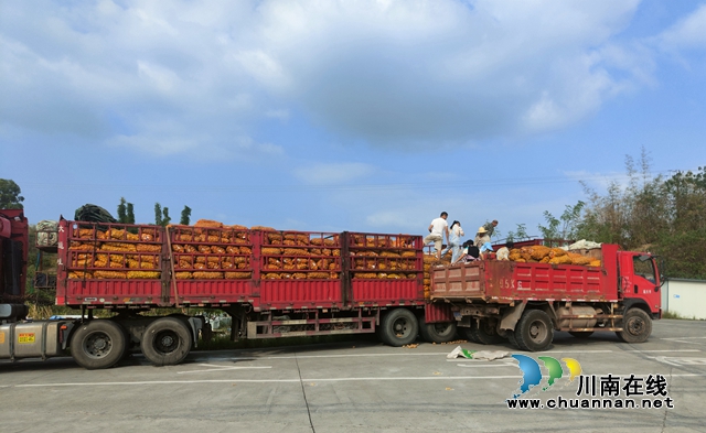 龙马潭:“抢”抓秋种,新技术稳粮增收又环保(图4) 刚刚运输到村子里的种薯.jpg