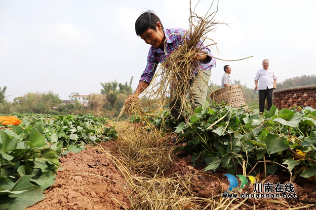 覆盖秸秆 (1).JPG