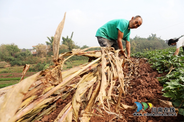 龙马潭:“抢”抓秋种,新技术稳粮增收又环保(图9) 覆盖秸秆 (3).jpg