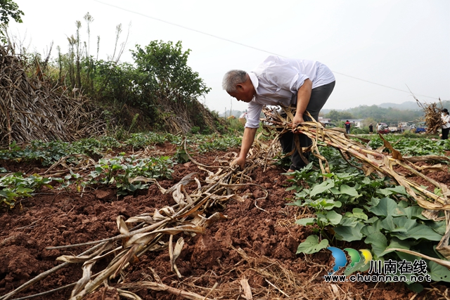 覆盖秸秆 (2).JPG