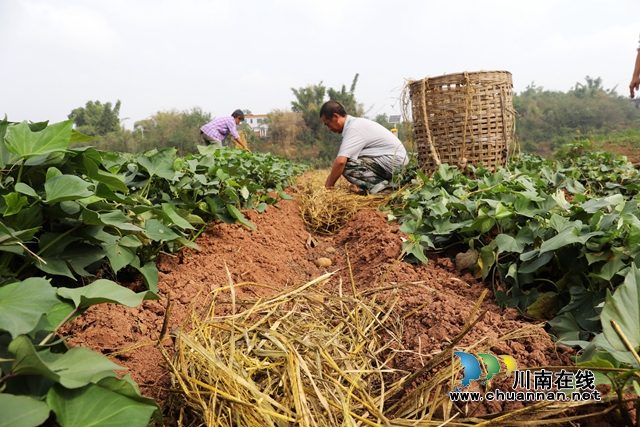 龙马潭:“抢”抓秋种,新技术稳粮增收又环保(图10) 覆盖秸秆 (4).jpg