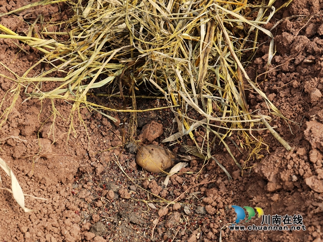 覆盖秸秆 (5).JPG