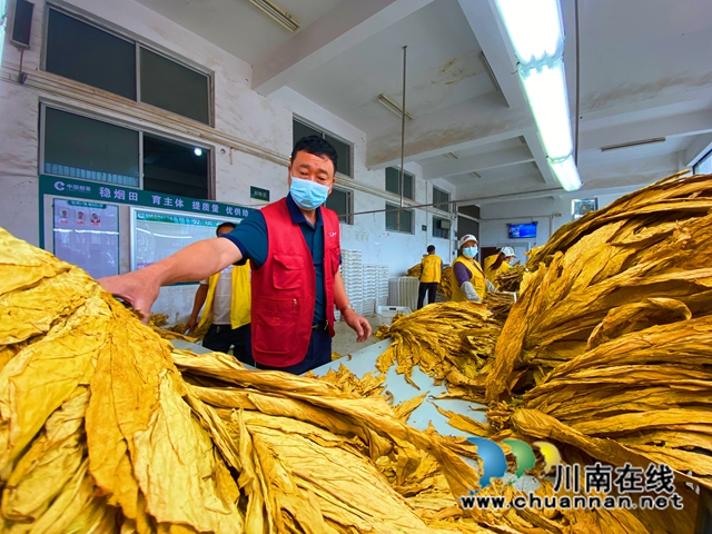 苗乡烟农喜售“黄金叶”——罗盼.jpg