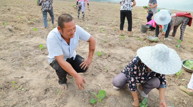晚秋时节,合江这个蔬菜基地好忙!(图2) 菜2.jpg
