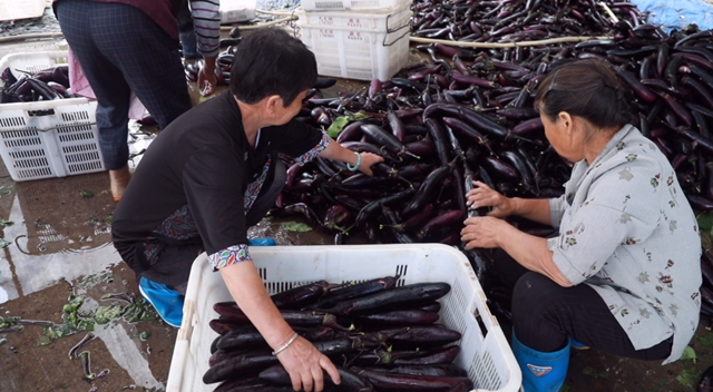 晚秋时节,合江这个蔬菜基地好忙!(图4) 菜4.jpg