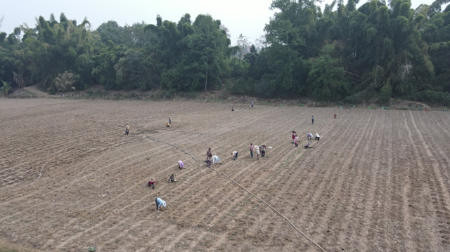 晚秋时节,合江这个蔬菜基地好忙!(图6) 菜6.jpg