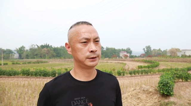 晚秋时节,合江这个蔬菜基地好忙!(图7) 菜7.jpg