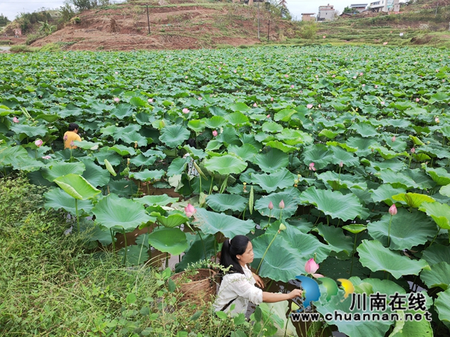 采摘荷花（曾佐然摄）.jpg