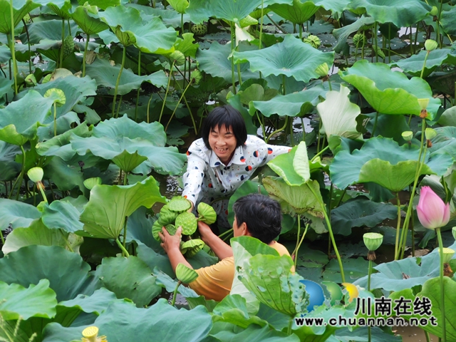 采摘莲蓬出售（曾佐然摄）.jpg