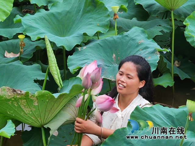 村民采摘荷花出售（曾佐然摄）.jpg