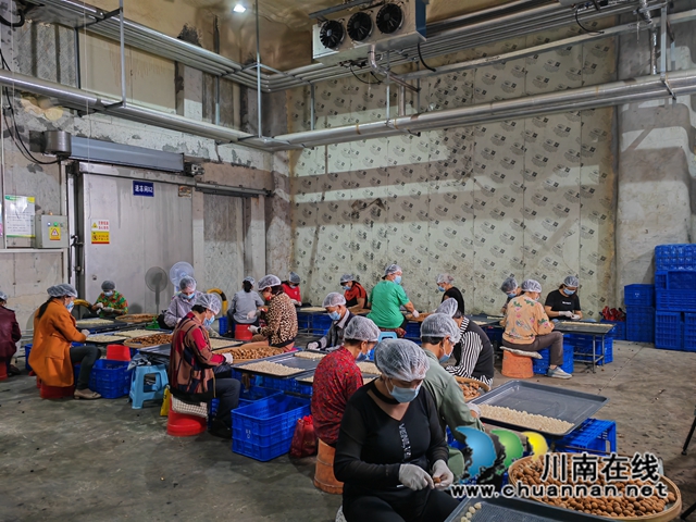 挑桂圆肉（曾佐然摄）.jpg