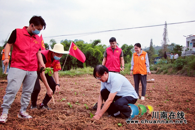 泸县:秋种秋收正当时,统战助农暖民心(图1) 泸县农业农村局的蔬菜专家现场示范蔬菜采摘和秧苗栽培.jpg