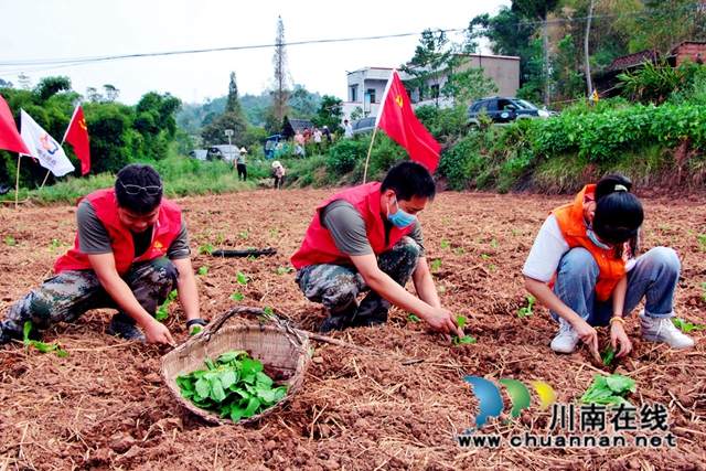 泸县:秋种秋收正当时,统战助农暖民心(图2) 石桥镇党委书记、乡村振兴乡贤联谊会顾问陈超带领志愿者种菜.jpg
