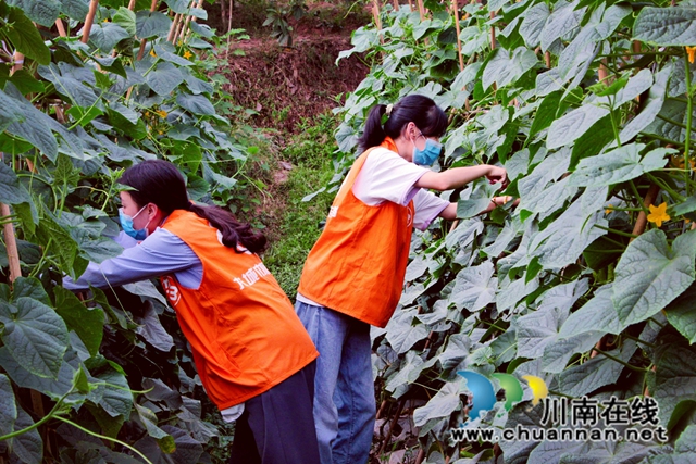 泸县:秋种秋收正当时,统战助农暖民心(图3) 志愿者在采摘蔬菜.jpg